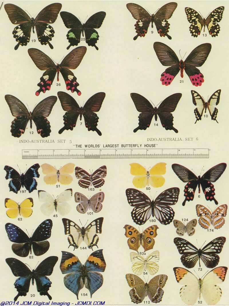 The Butterfly Company (NY) 3 Page catalog (No Date)